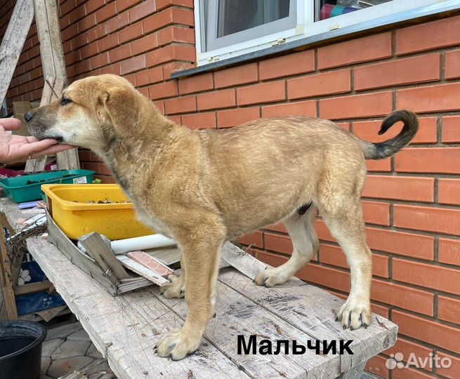 Щенки в добрые руки