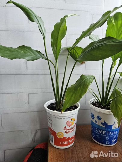 Спатифиллум несколько штук