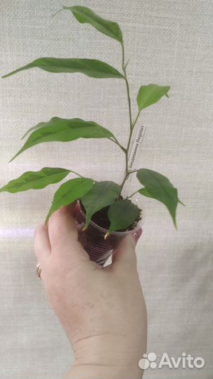 Фикус Бенджамина Регидан