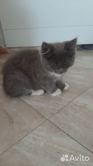 Сибирские котята в добрые руки