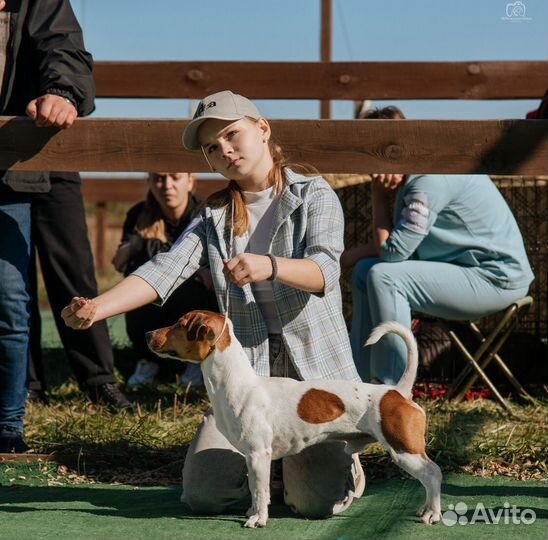 Услуги хендлера