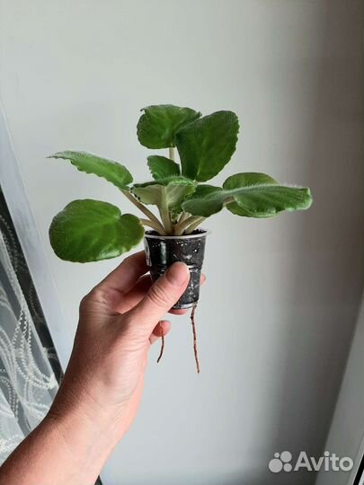 Фиалки детки