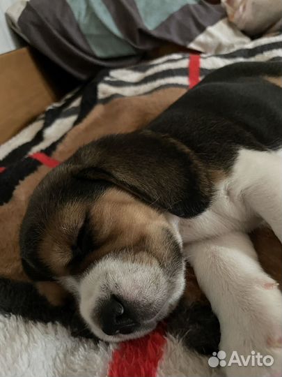 Щенки бигль