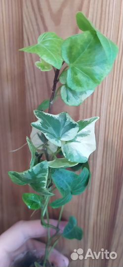 Хойя белла и сциндаптус золотистый