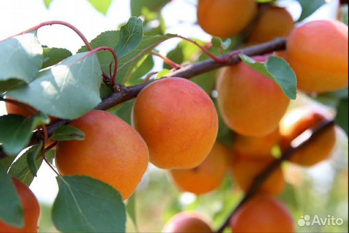 Абрикос / Эдельвейс