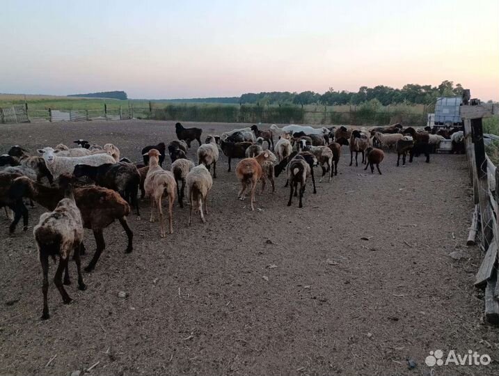 Овцы матки ягнята бараны