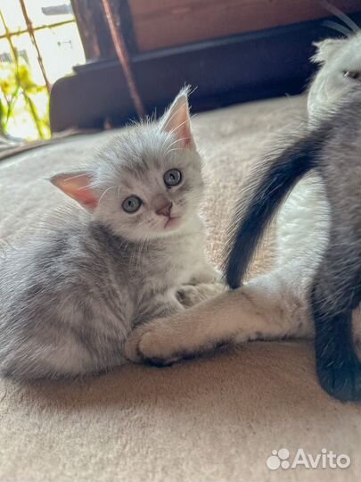 Шотландские вислоухие котята