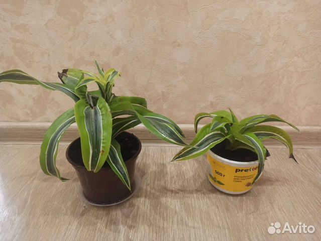 Драцена фрагранс лемон