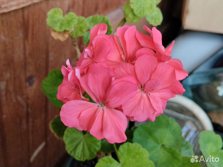 Герань пеларгония