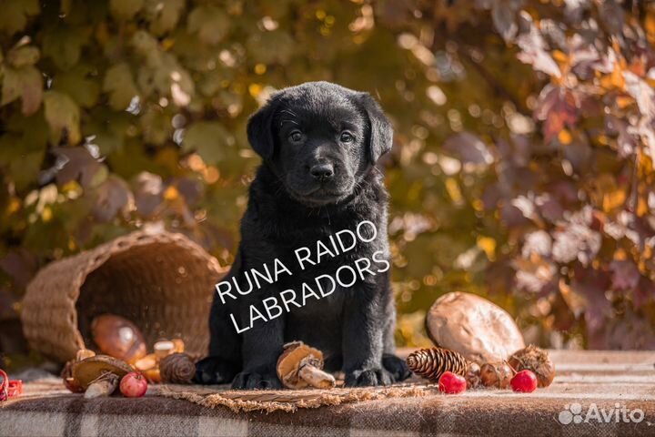 Щенки лабрадора