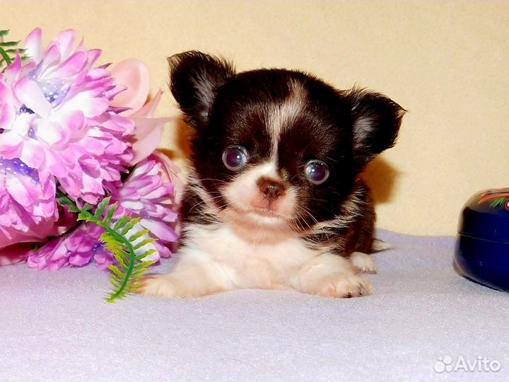 Чихуахуа Мини мальчик