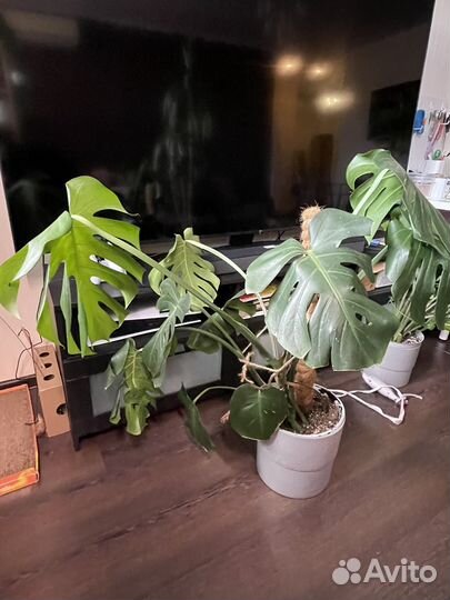 Драцена, сциндапсус