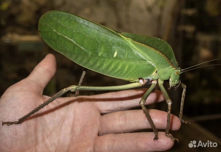 Насекомые в рамке Кузнечик Геркулес