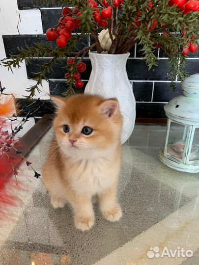 Котики британская золотая шиншилла