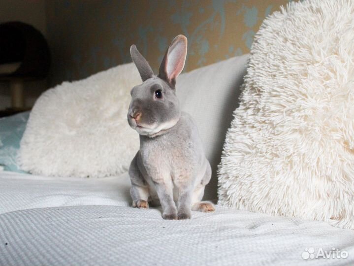 Груминг животных стрижка кроликов