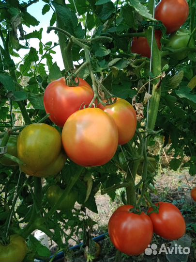 Семена сортовых томатов разного цвета
