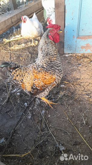 Петухи