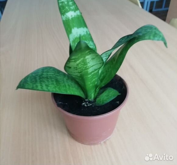 Сансевиерия сортовая