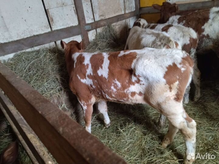 Айрширские телочки чистопородные 1-3 месячные