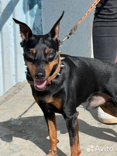 Цвергпинчер вязка