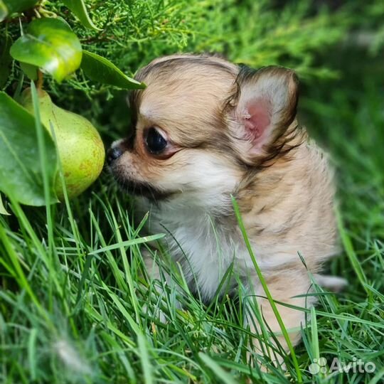 Щенки чихуахуа длинношерстные мини