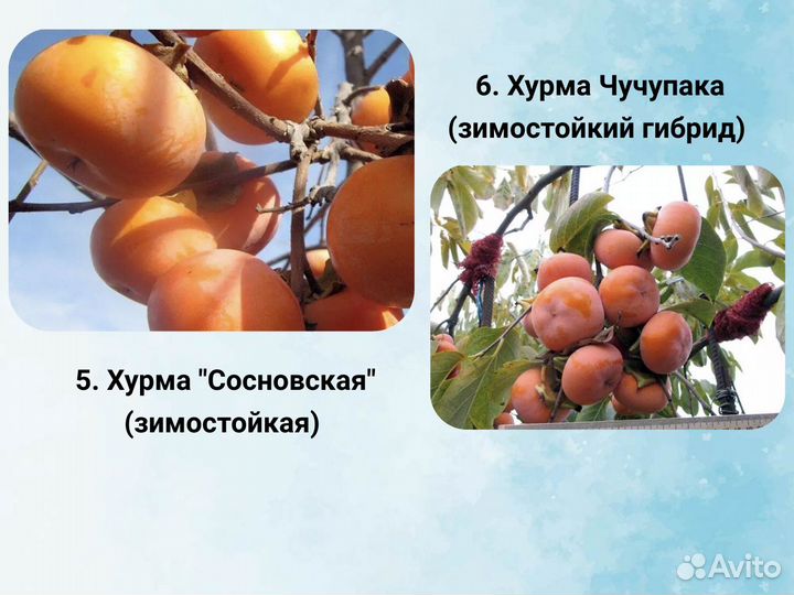 Саженцы Хурмы, морозостойкие сорта