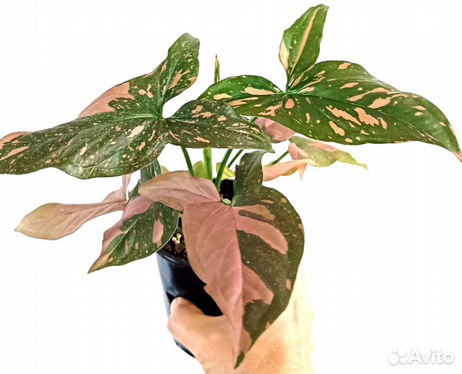 Сингониумы Разные Комнатные Растения цветы