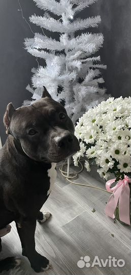 Вязка собак американский стаффордширский терьер