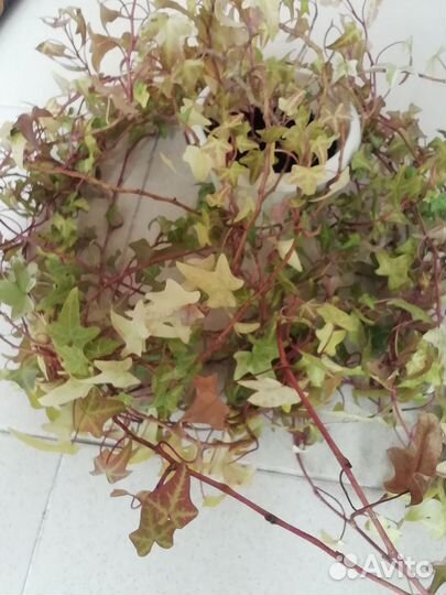 Плющ, цветок