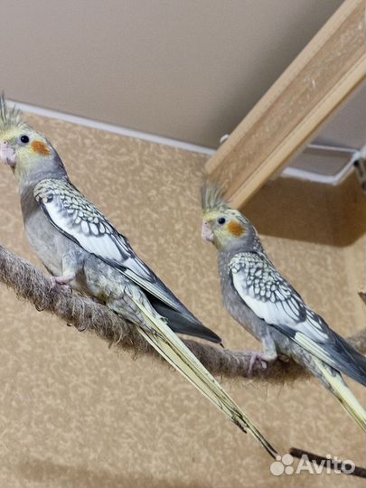 Птенцы корелла