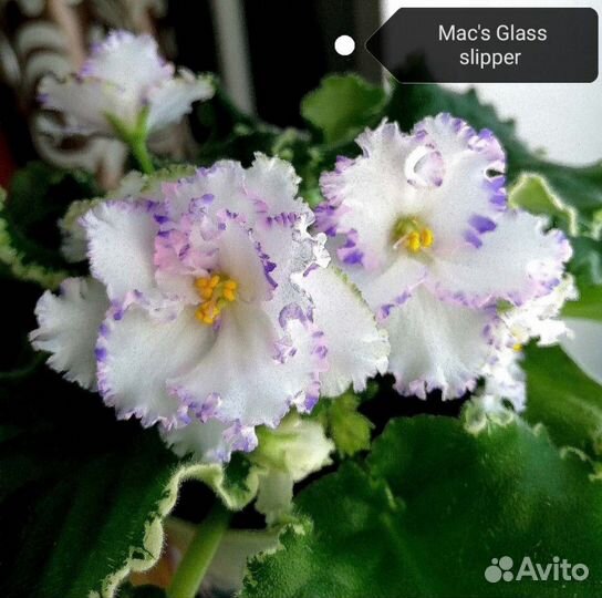 Сортовые фиалки(мини,стандарты)