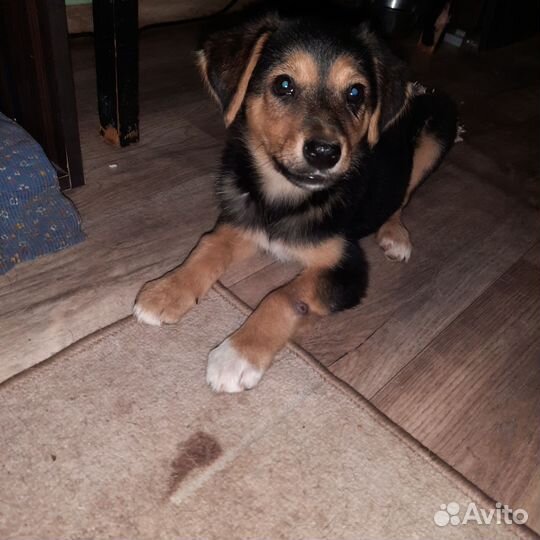 Щенок девочка Маня в добрые руки