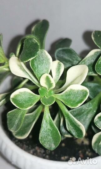 Аихризон вариегатный