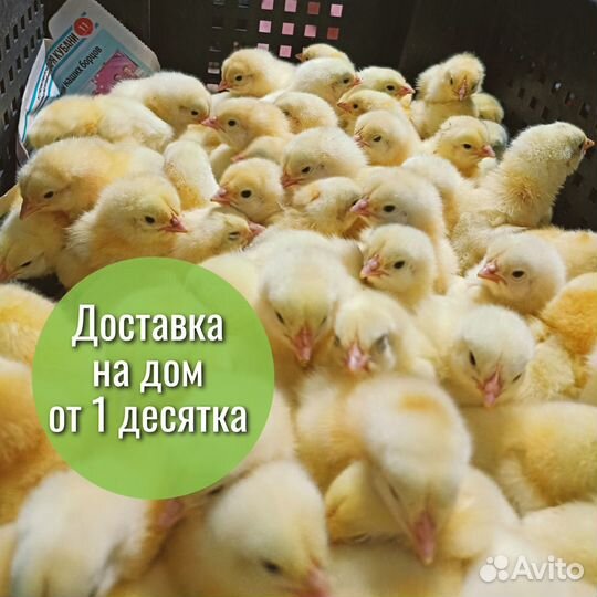 Суточный бройлер Росс308 в Павловском районе