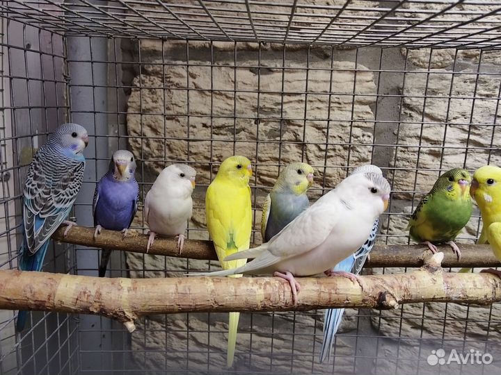 Волнистый попугай птенцы 2-3мес