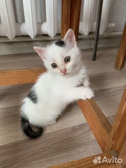 Котенок котик