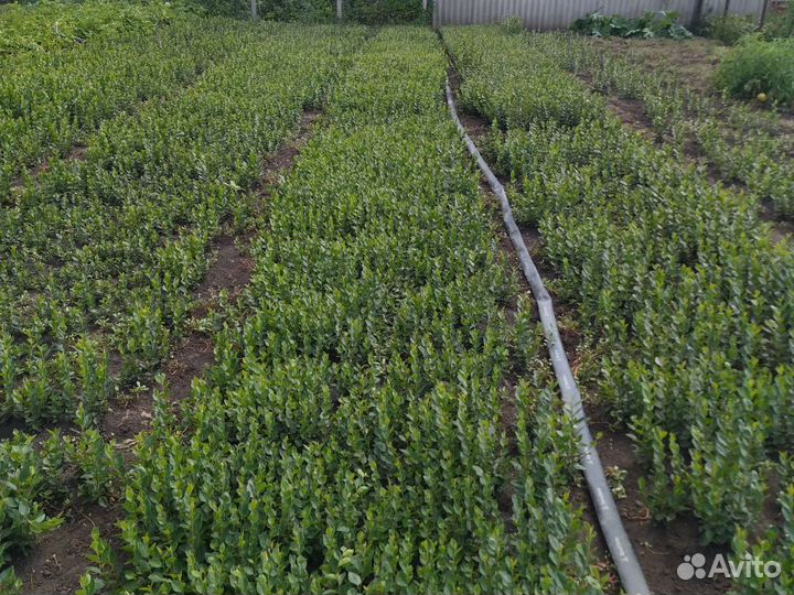 Кизильник сеянц