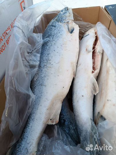 Рыба красная, икра +Бесплатная доставка