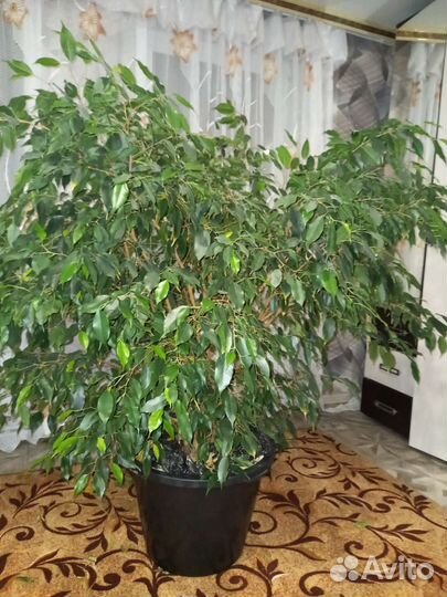Фикус бенджамина большой