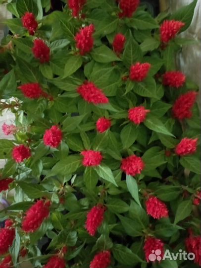 Цветы уличные