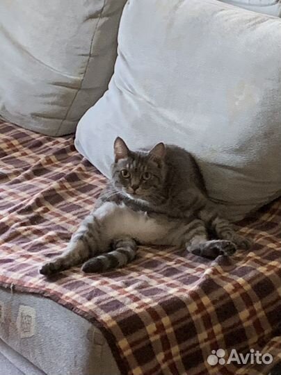 Отдам кота в добрые руки