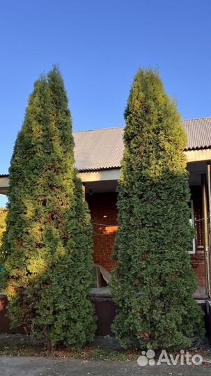 Дерево туя