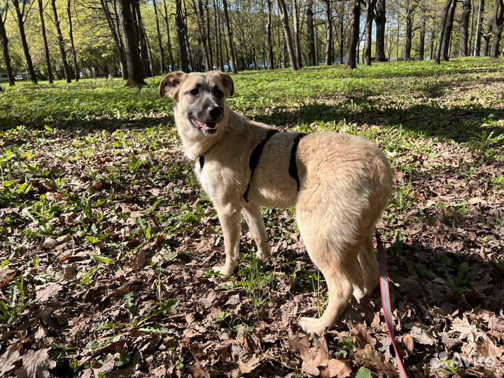 Щенок в добрые руки