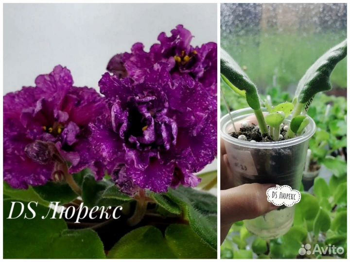 Укорененные листики сортовых фиалок
