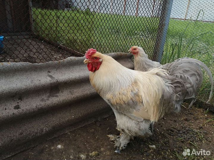 Домашняя птица