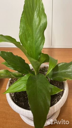 Спатифиллум