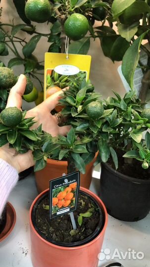 Чинотто мандарин