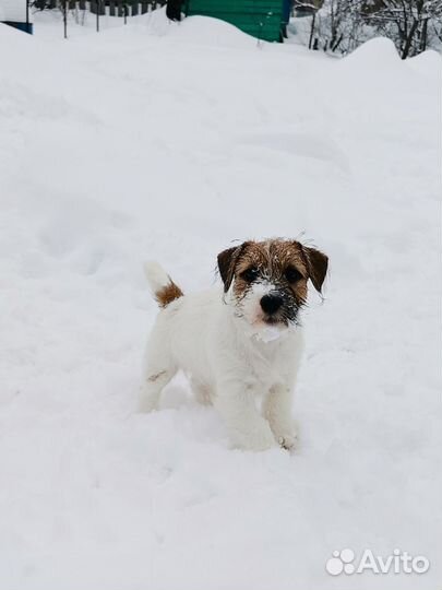 Лучшие Джек Рассел жесткошерстные щенки