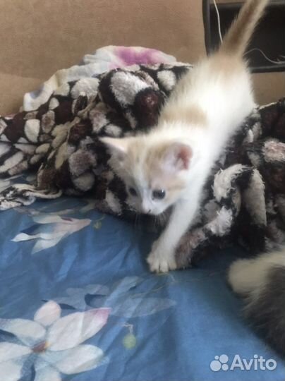 Котенок в дар бесплатно