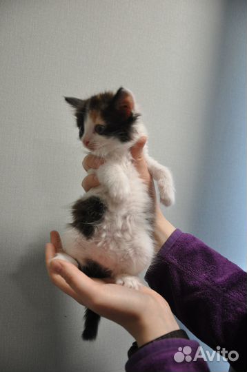 Отдам котят, в добрые, любящие руки